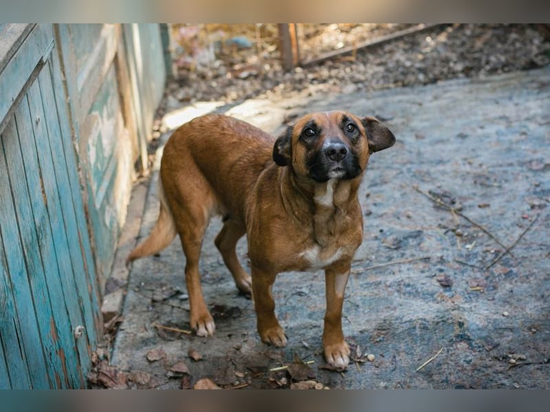 Vanilla sucht ein Zuhause