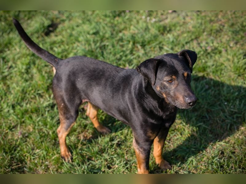 Chip 251505 (Junghund) sucht ein Zuhause