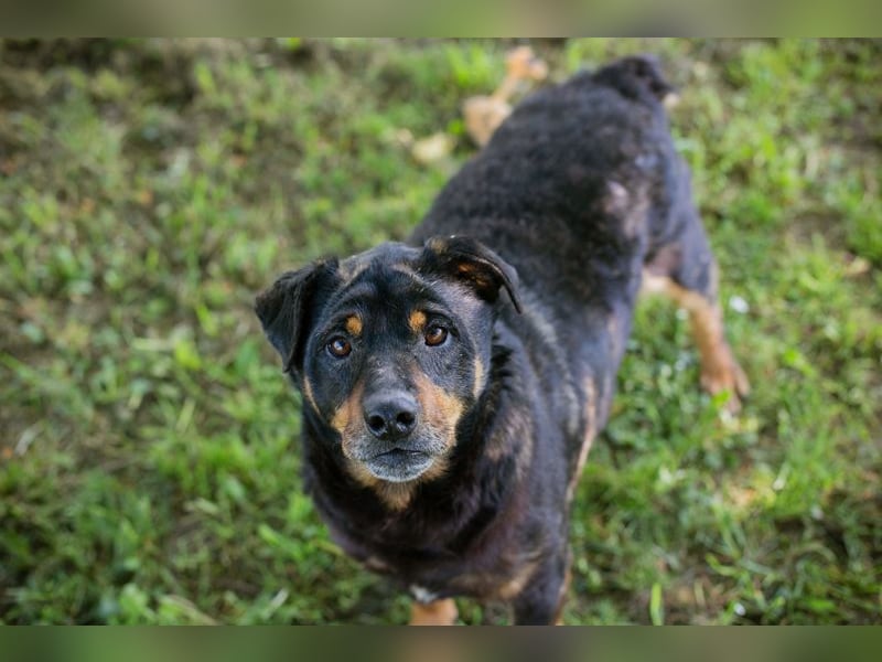 Bronco sucht ein Zuhause