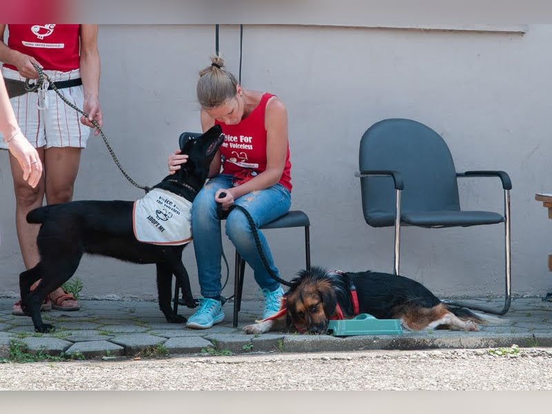 Namira: Fröhliche Traumhündin sucht liebevolles Zuhause