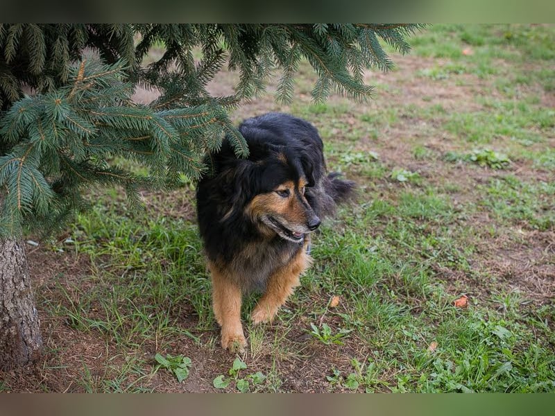 Lennox: treuer Begleiter sucht Familie