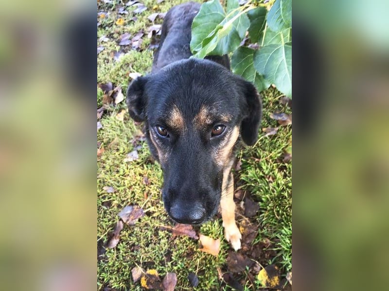 Darcy – Sensible Seele auf der Suche nach Lieblingsmenschen