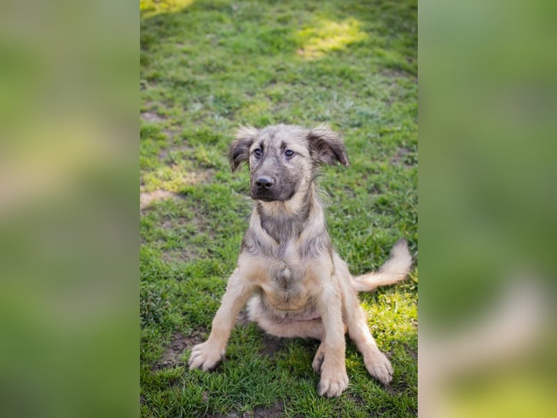 Chip 269459 sucht ein Zuhause