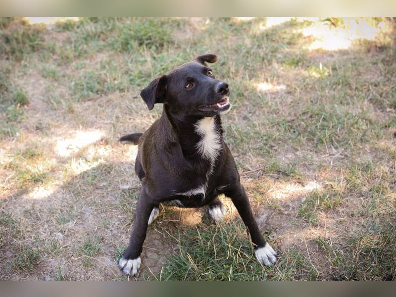 Chip 264832 sucht ein Zuhause
