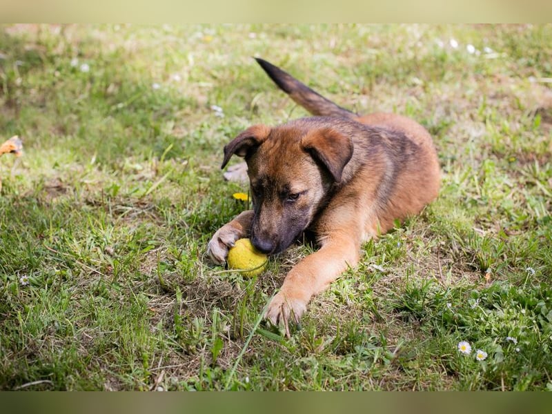 Chip 267512 sucht ein Zuhause