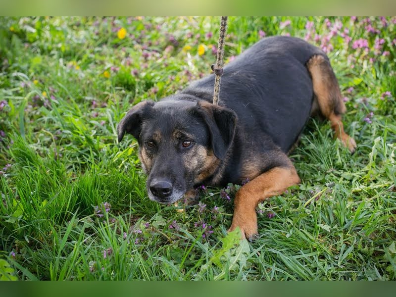 Darcy – Sensible Seele auf der Suche nach Lieblingsmenschen