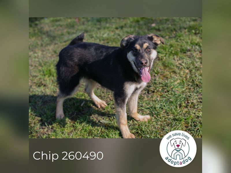 Chip 260490 sucht ein Zuhause