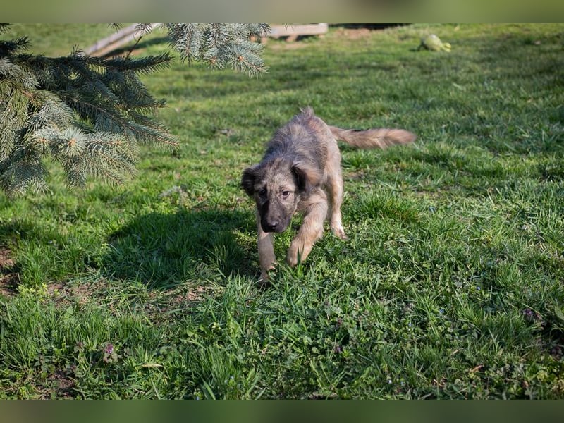 Chip 269459 sucht ein Zuhause