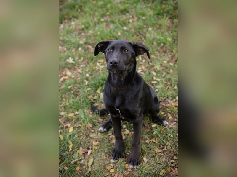 Chip 281335 sucht ein zu Hause