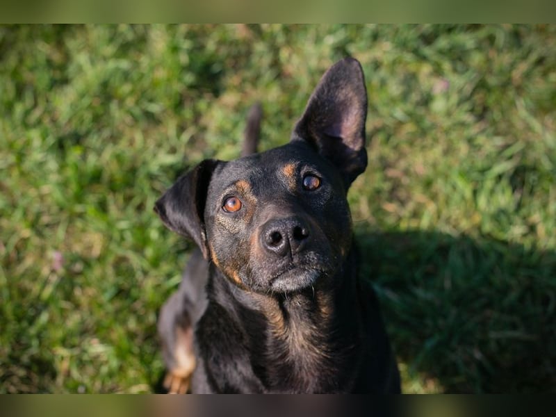 Chip 251505 (Junghund) sucht ein Zuhause