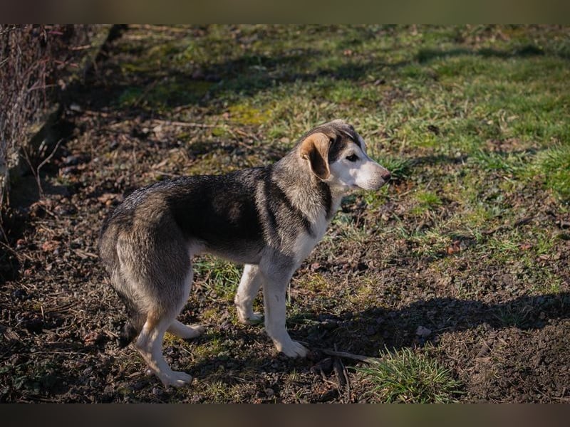 Chip 272130 sucht ein Zuhause