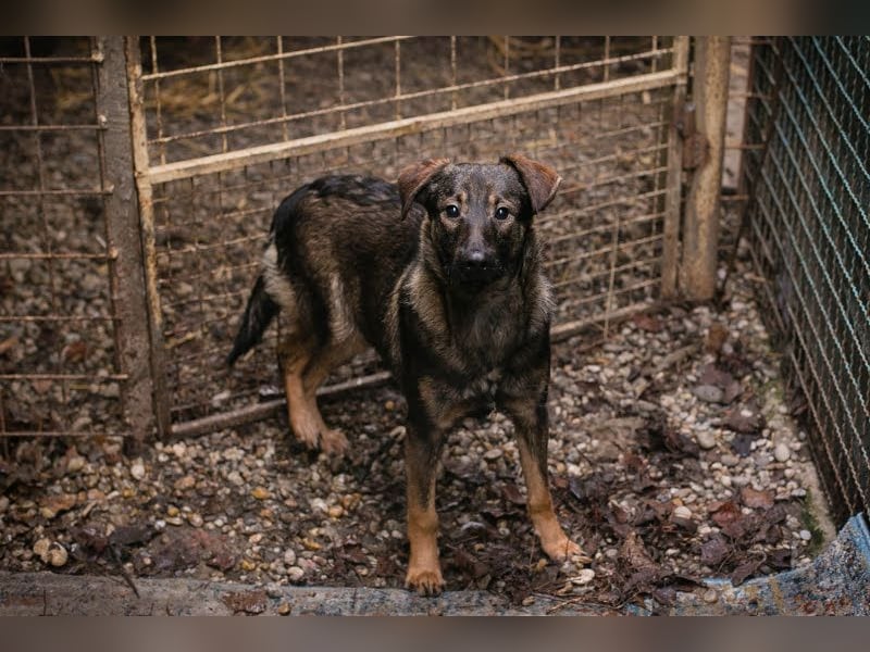 Duke: Jung und lebensfroh