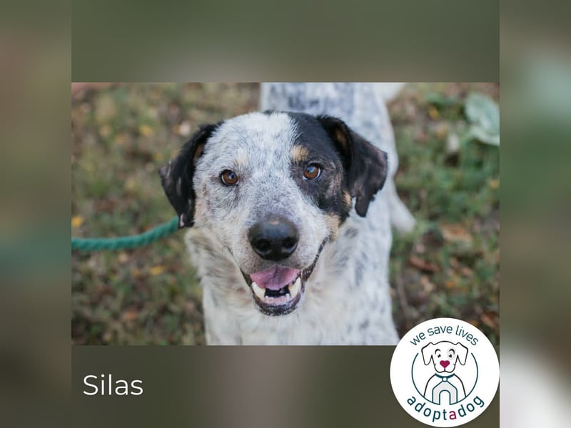 Silas 263693 sucht ein zu Hause