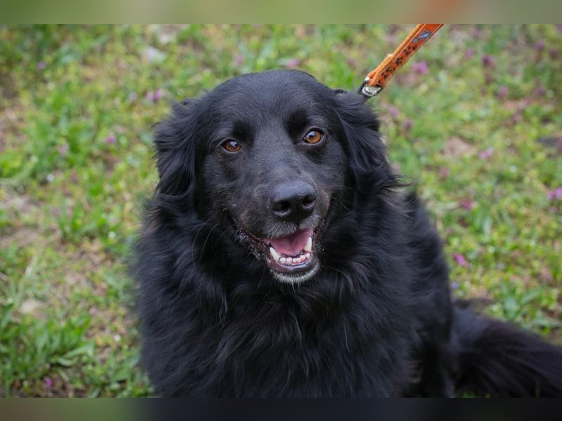 Bella Ember sucht ein Zuhause