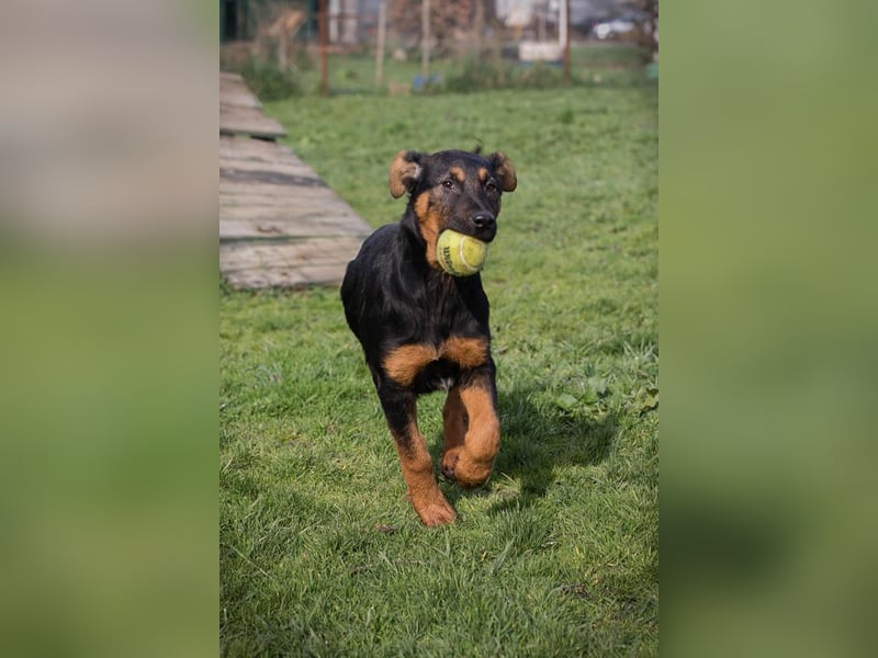 Chip 256225 sucht ein Zuhause