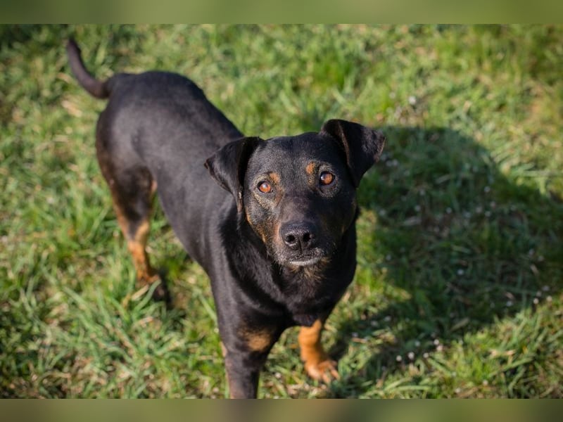 Chip 251505 (Junghund) sucht ein Zuhause