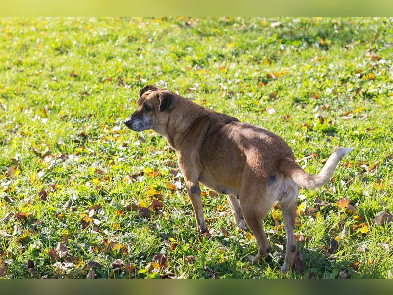 Arjeta: Treue Begleiterin an deiner Seite