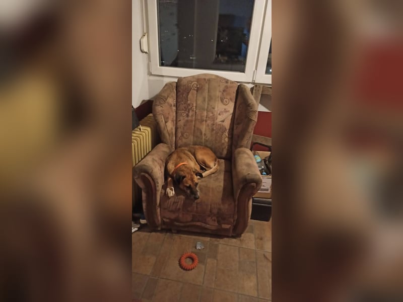 Arjeta: Treue Begleiterin an deiner Seite