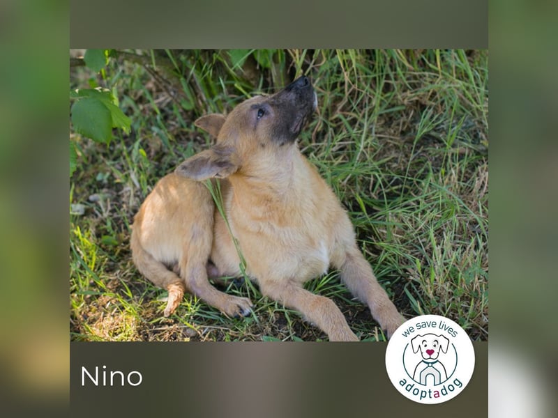 Nino 252270 sucht ein zu Hause