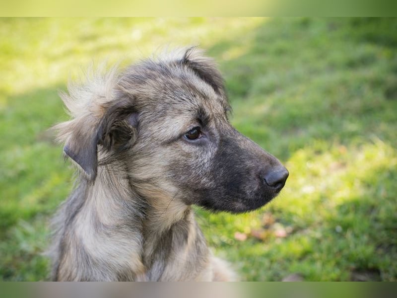 Chip 269459 sucht ein Zuhause