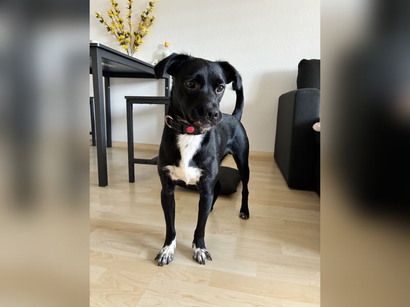 Piet 269359 sucht ein zu Hause
