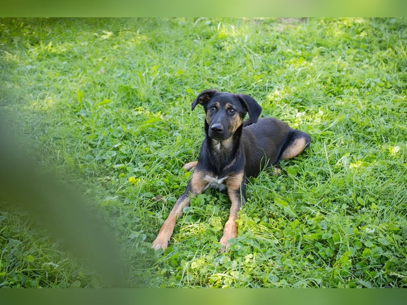 Darcy – Sensible Seele auf der Suche nach Lieblingsmenschen