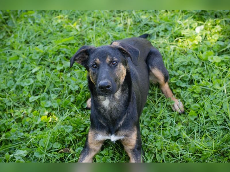 Darcy – Sensible Seele auf der Suche nach Lieblingsmenschen