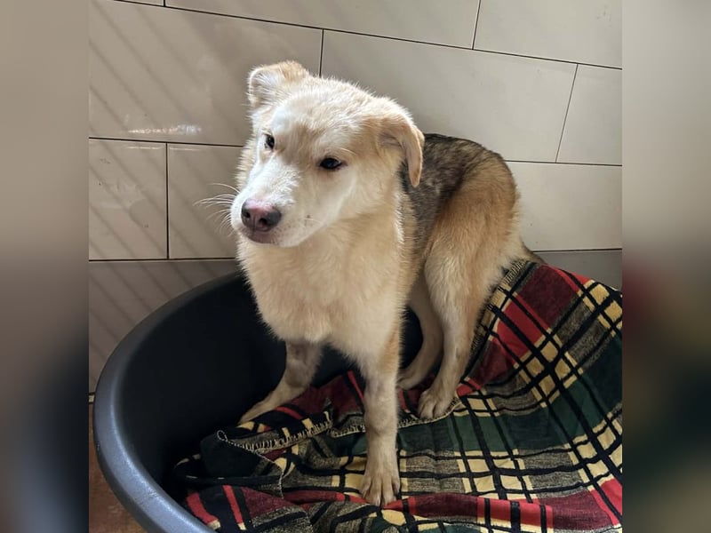 Viola sucht ein Zuhause