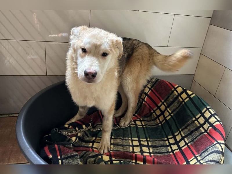 Viola sucht ein Zuhause