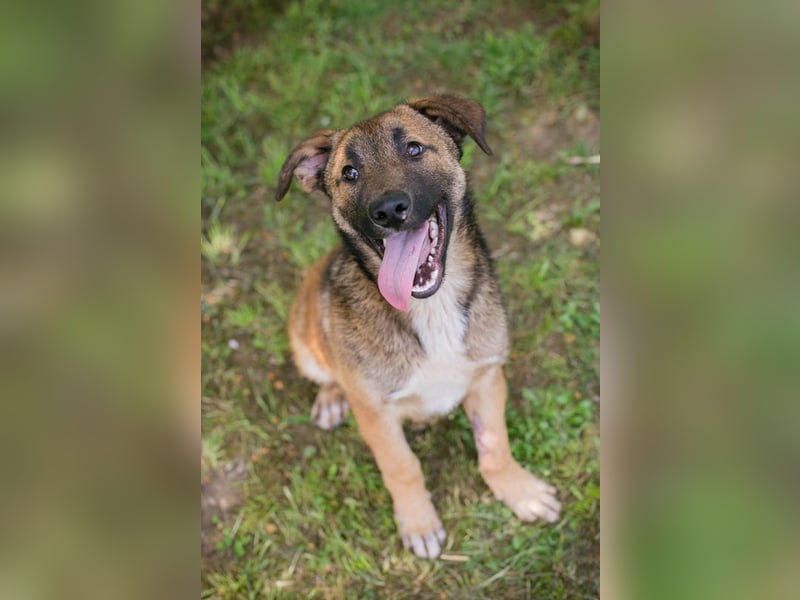 Chip 267512 sucht ein Zuhause