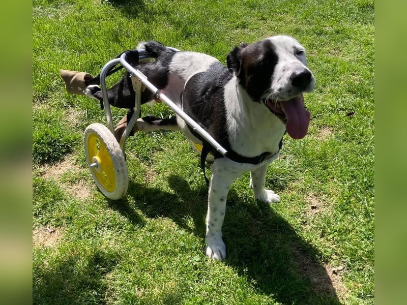 Felix: Traumhund mit Handicap