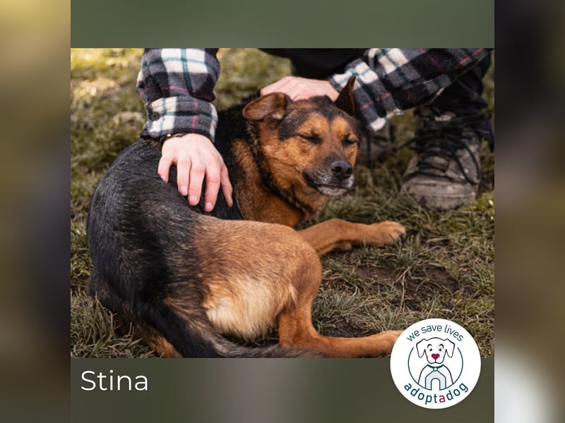 Stina 159306 sucht ein zu Hause