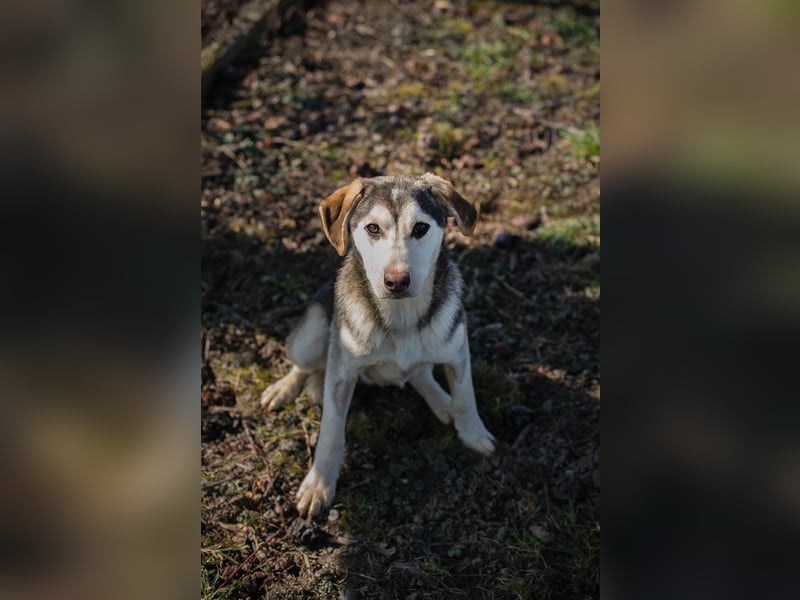 Chip 272130 sucht ein Zuhause