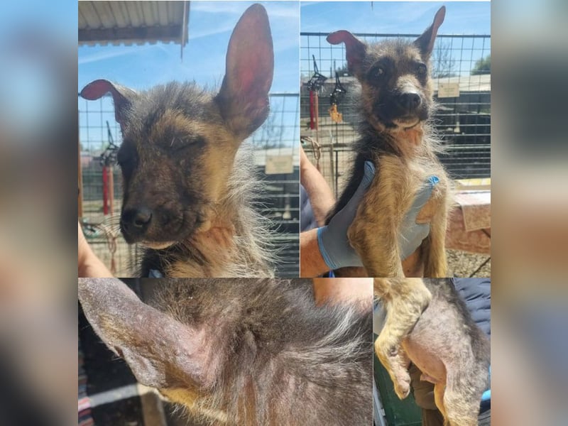 Chip 257991 sucht ein Zuhause