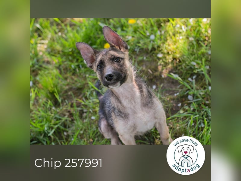 Chip 257991 sucht ein Zuhause