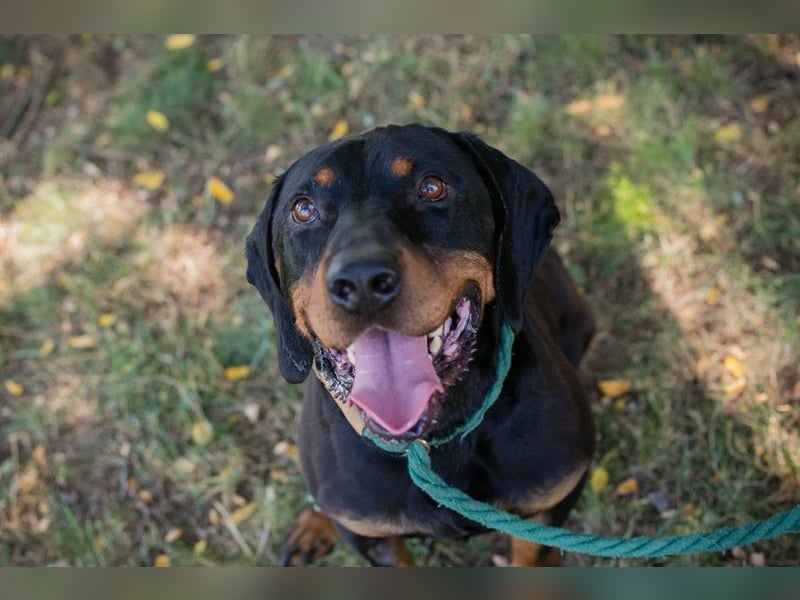 Chip 2217375 sucht ein Zuhause