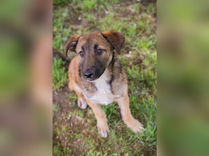 Chip 267512 sucht ein Zuhause