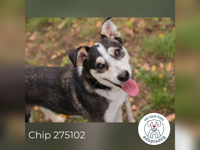 Chip 275102 sucht ein Zuhause