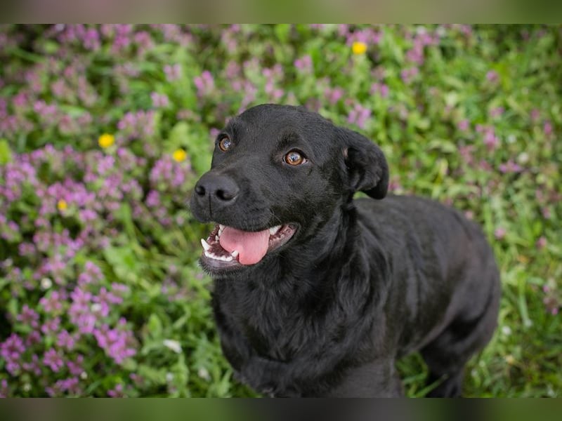 Chip 221493 sucht ein Zuhause