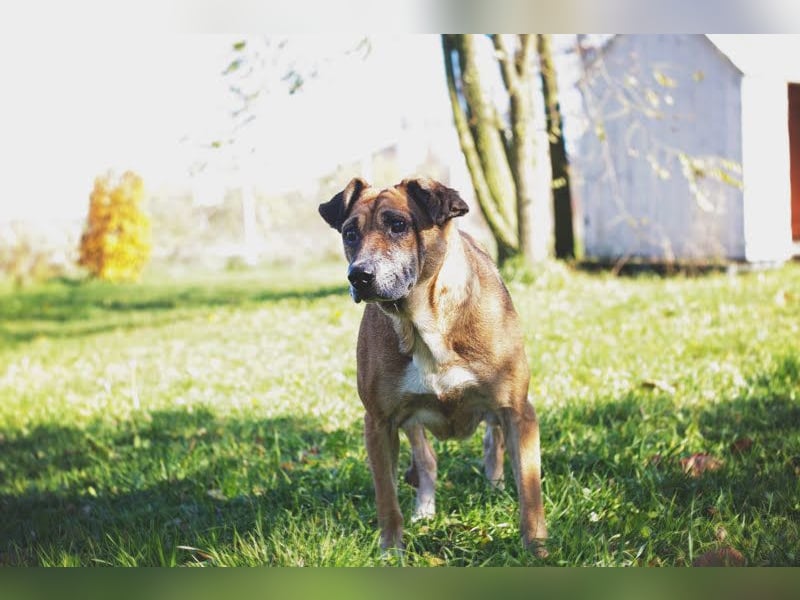 Arjeta: Treue Begleiterin an deiner Seite