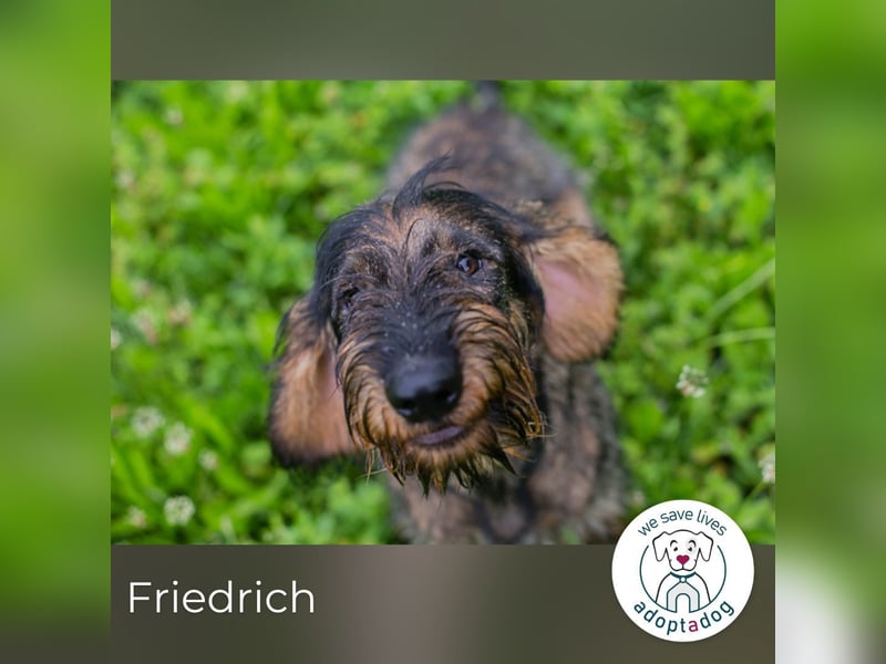 Friedrich sucht ein Zuhause
