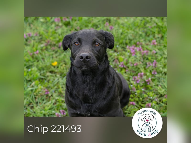 Chip 221493 sucht ein Zuhause
