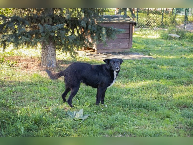 Rosie – sanfte Seele sucht liebevolles Zuhause