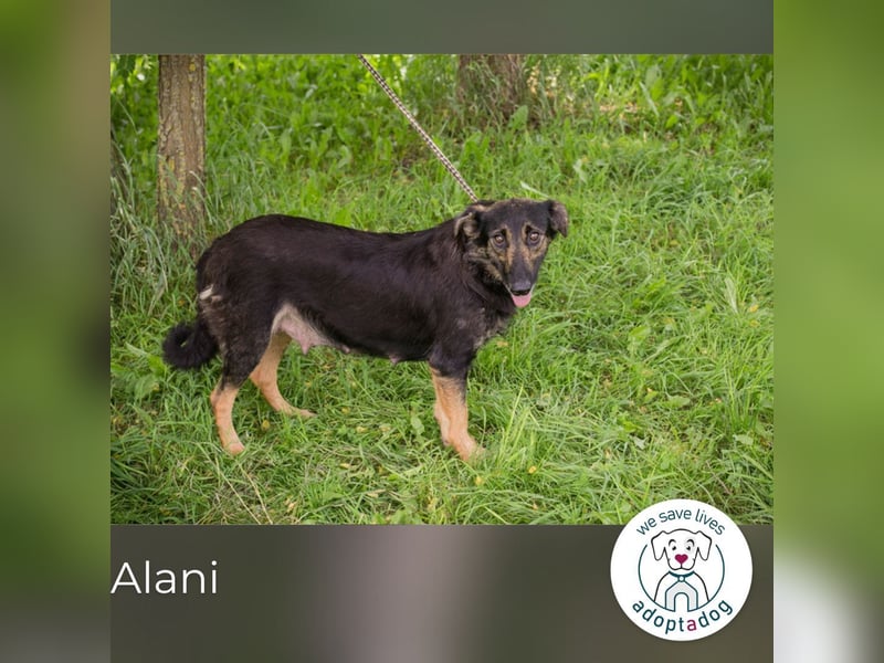 Alani: Sucht ein liebevolles Zuhause