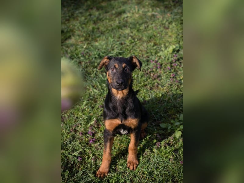 Chip 256225 sucht ein Zuhause