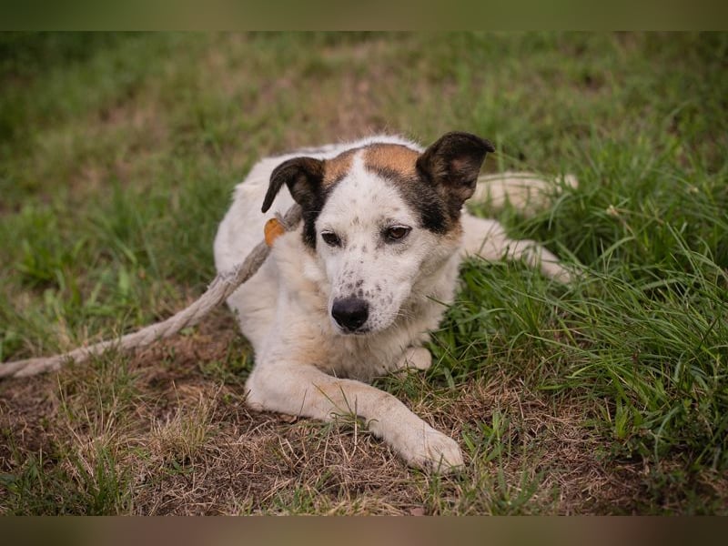 Chip 263382 sucht ein Zuhause