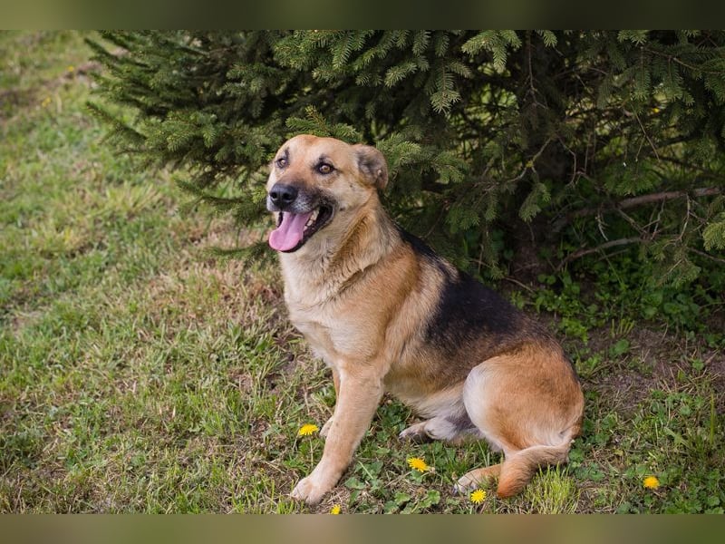 Chip 267225 sucht ein Zuhause