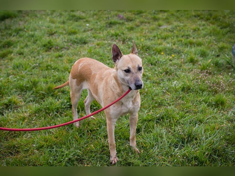 Chip 255040 sucht ein Zuhause