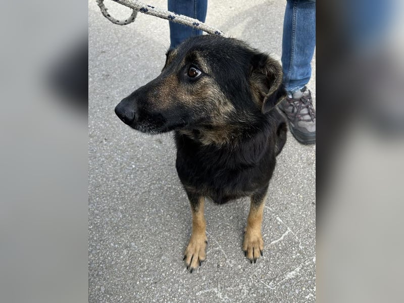 Alani: Sucht ein liebevolles Zuhause