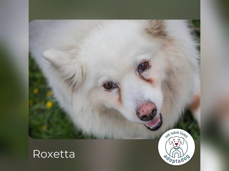 Roxetta 874770 sucht ein zu Hause